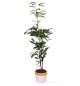 Bokul Indoor Local Plant with White Golden Planter
